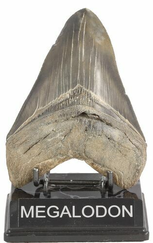Glossy, Serrated, Fossil Megalodon Tooth #47479